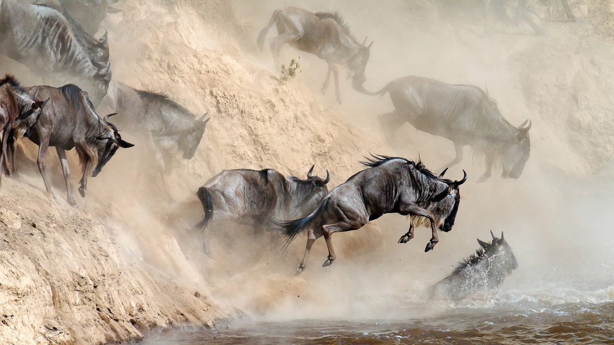 Papermoon Papier peint photo »Tierherde«