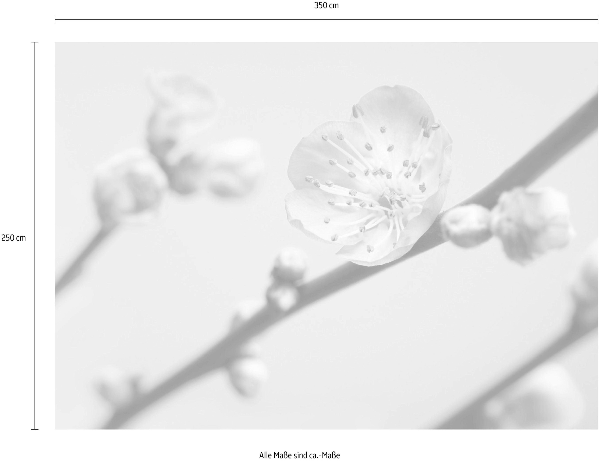 Komar Papier peint intissé »Peach Blossom« (Breite x Höhe)