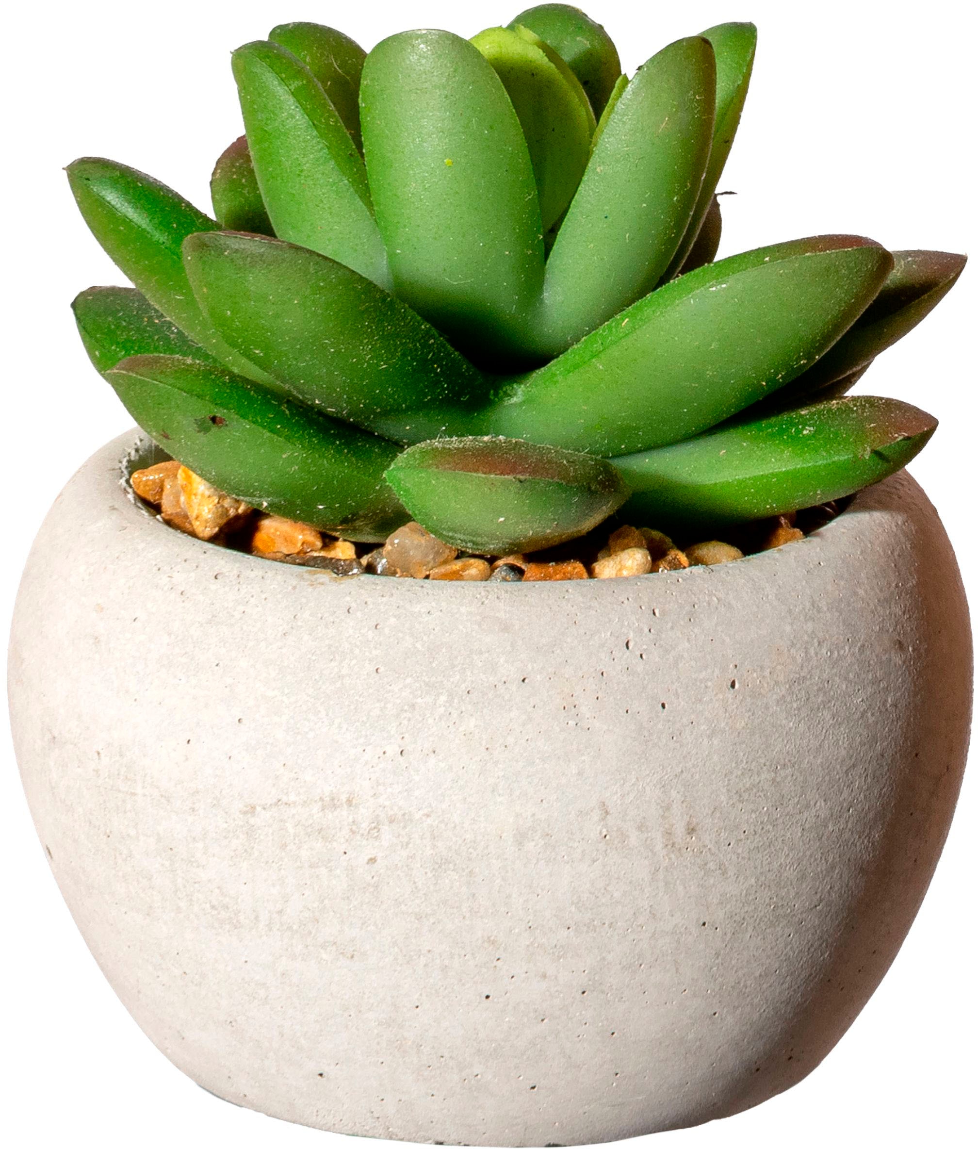 Creativ green Plante d'intérieur artificielle »Sukkulenten« Deko-Pflanze im Zementtopf, 6er Set
