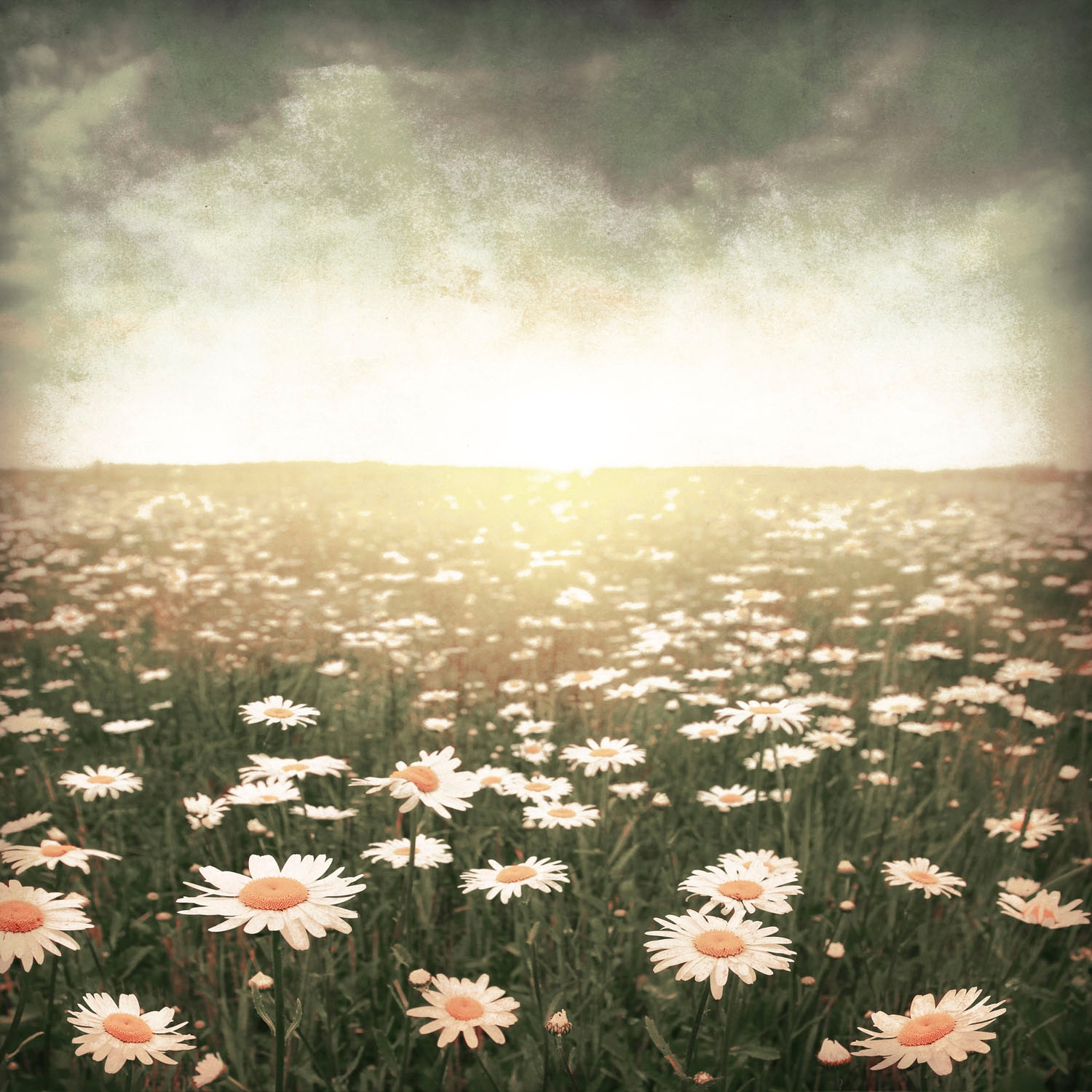 queence Acrylglasbild »Epson« Blumen | Himmel | Landschaft | Pflanzen | Pflanzenbilder | Spa | Spa Bilder | Wiesen & Bäume 1 Stk. tlg. Fine Art-Print in Galeriequalität