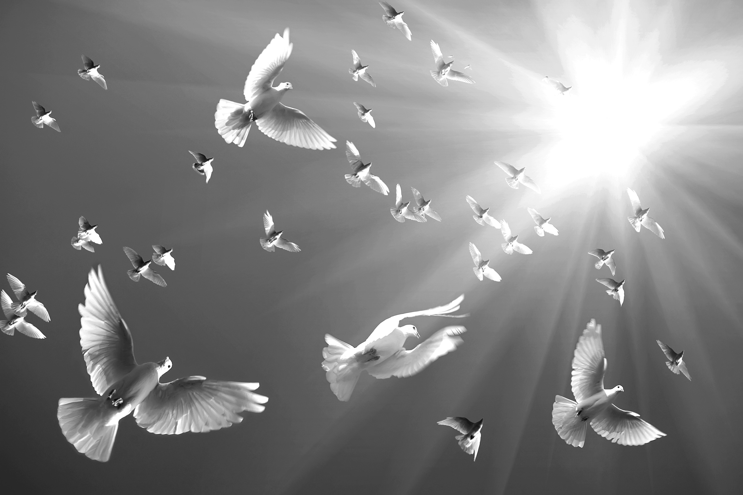 Papermoon Fototapete »Tauben Schwarz & Weiss«