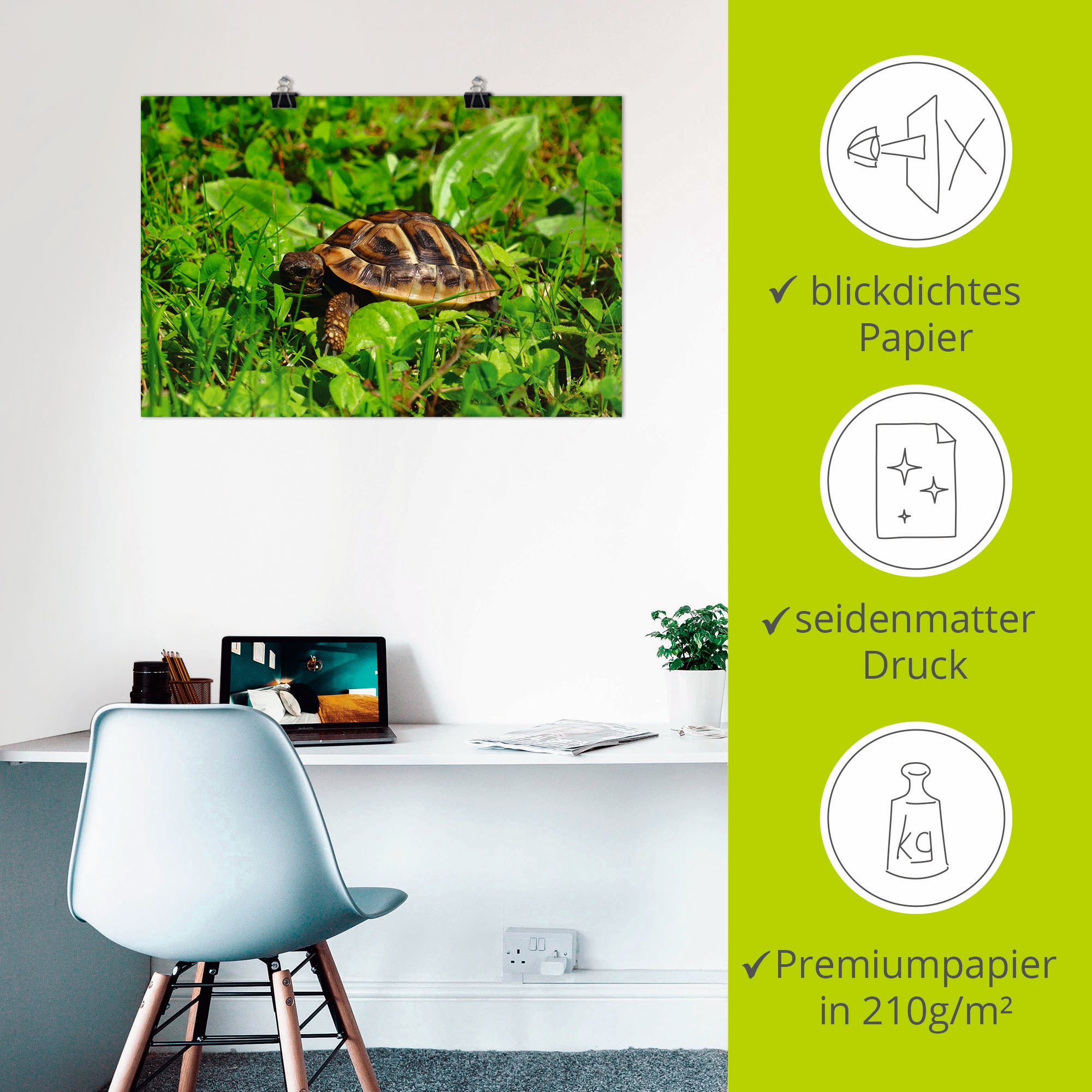 Artland Poster »Griechische Landschildkröten Baby« Reptilien 1 Stk. tlg. ohne Rahmen