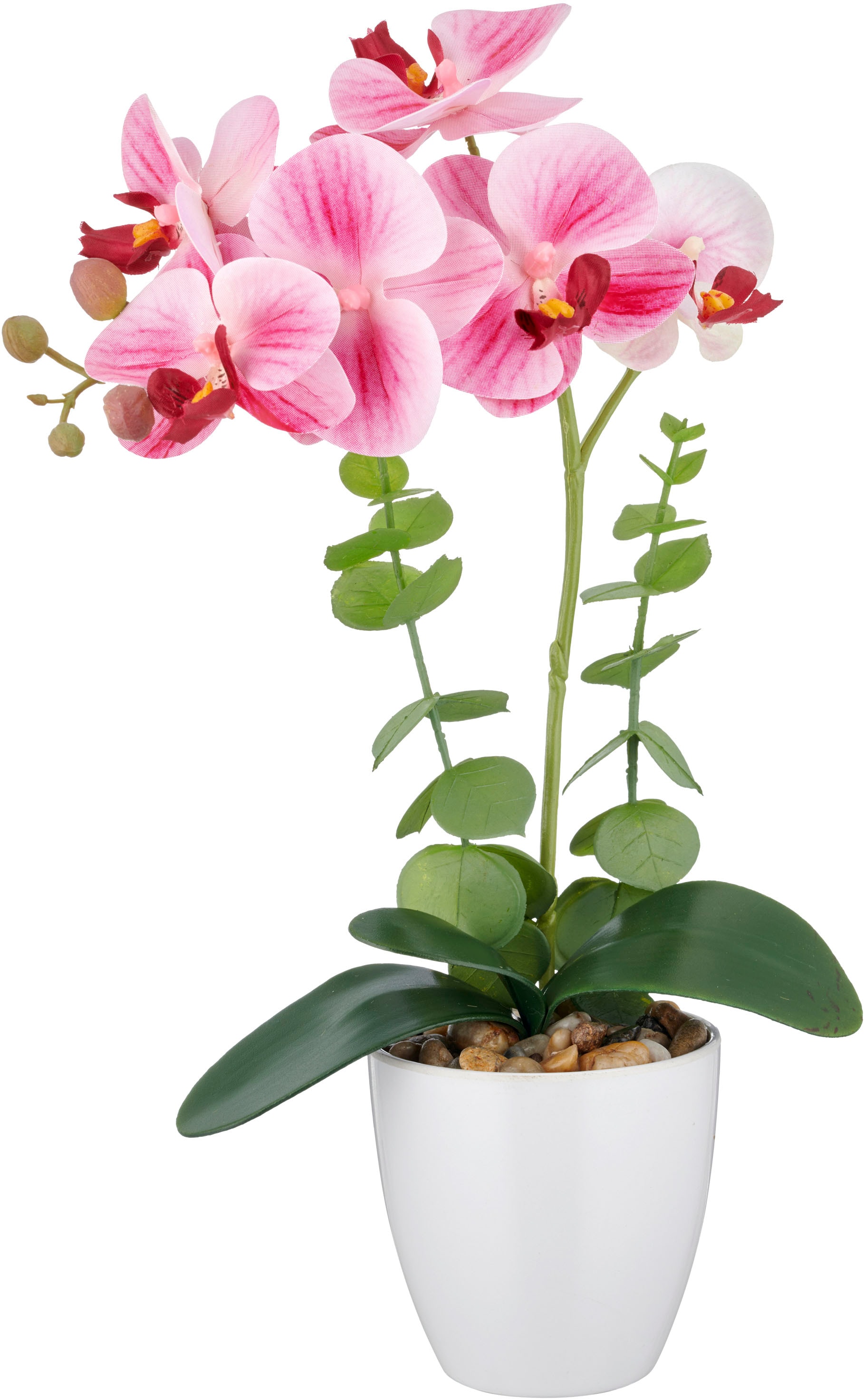 Creativ green Orchidée artificielle »Orchidee Phalaenopsis« mit Eukalyptuszweigen