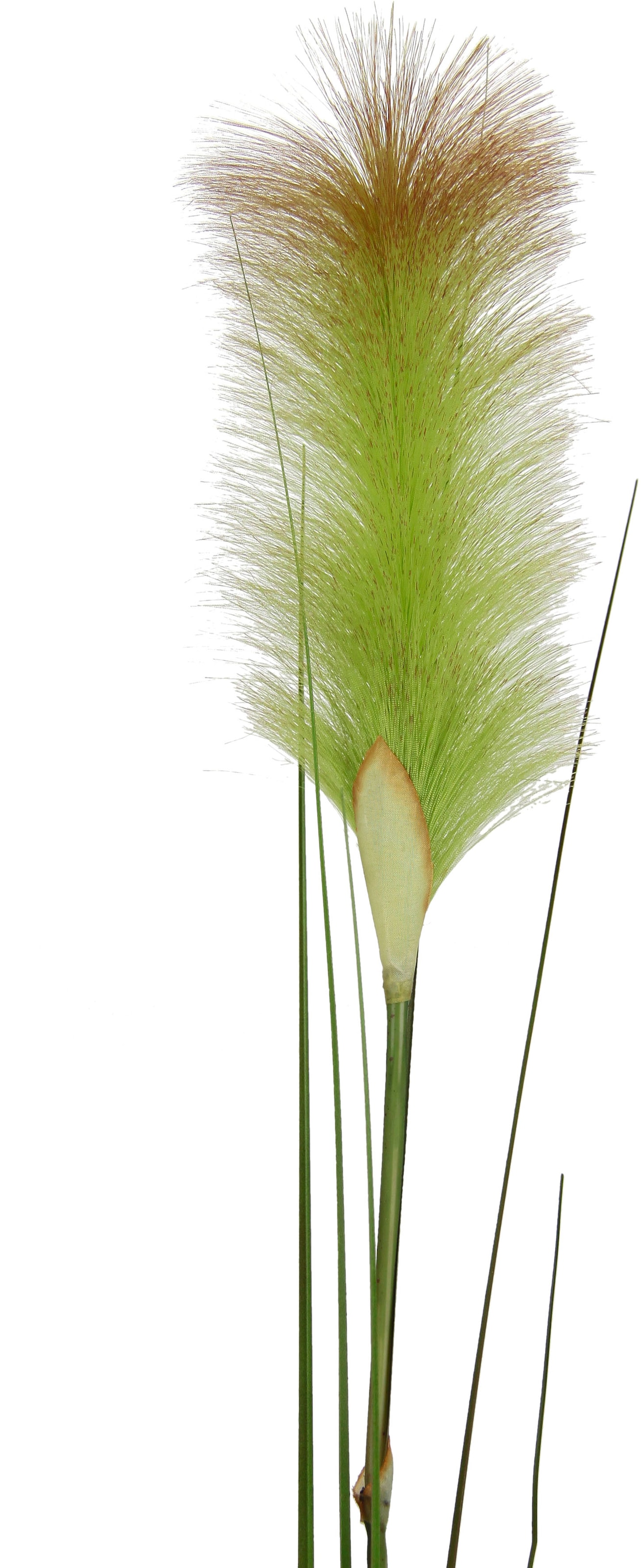 I.GE.A. Plante artificielle »Pampas« Pampasgras, Boho, 2er Set