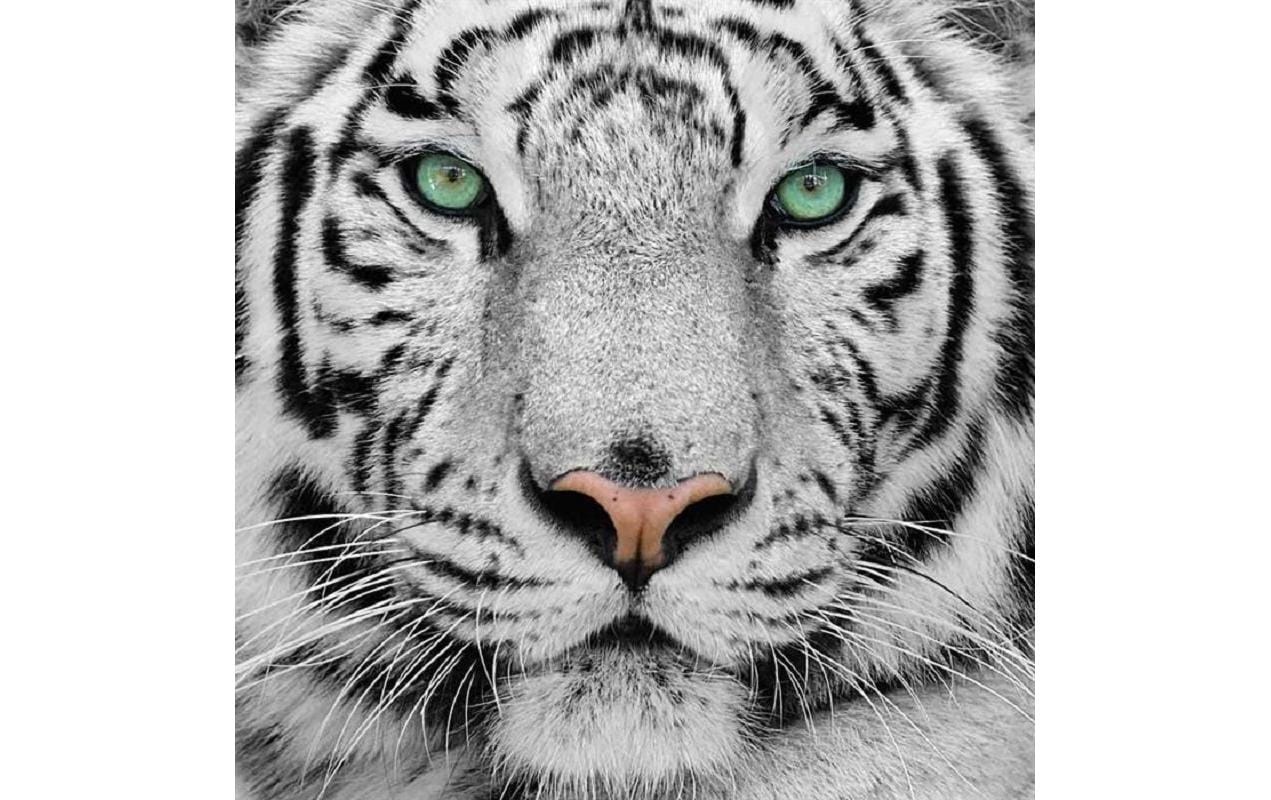   Kreativset »CRAFT Buddy Crystal Art Kit White Tiger 30 x 30 cm«