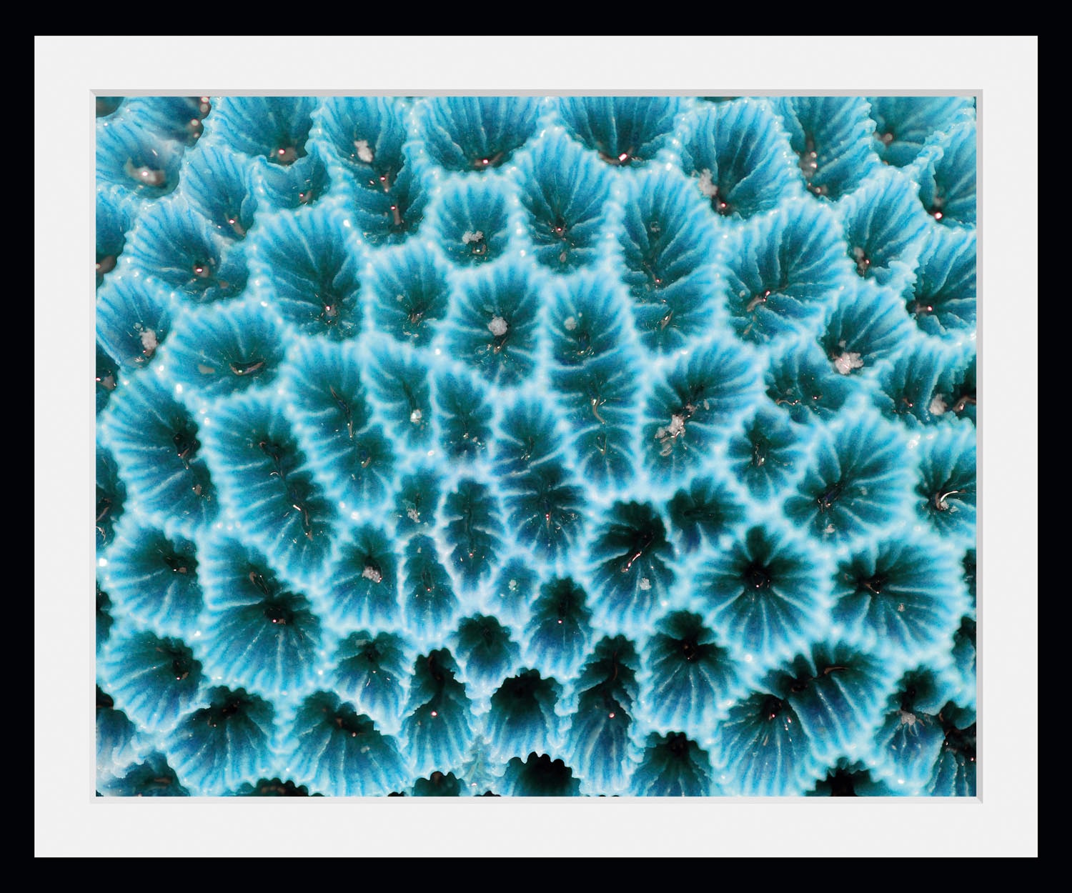 queence Bild »Agata« Kunst | Meer | Wassertiere 1 Stk. tlg. HD Premium Poster-Druck inkl. Holzrahmen