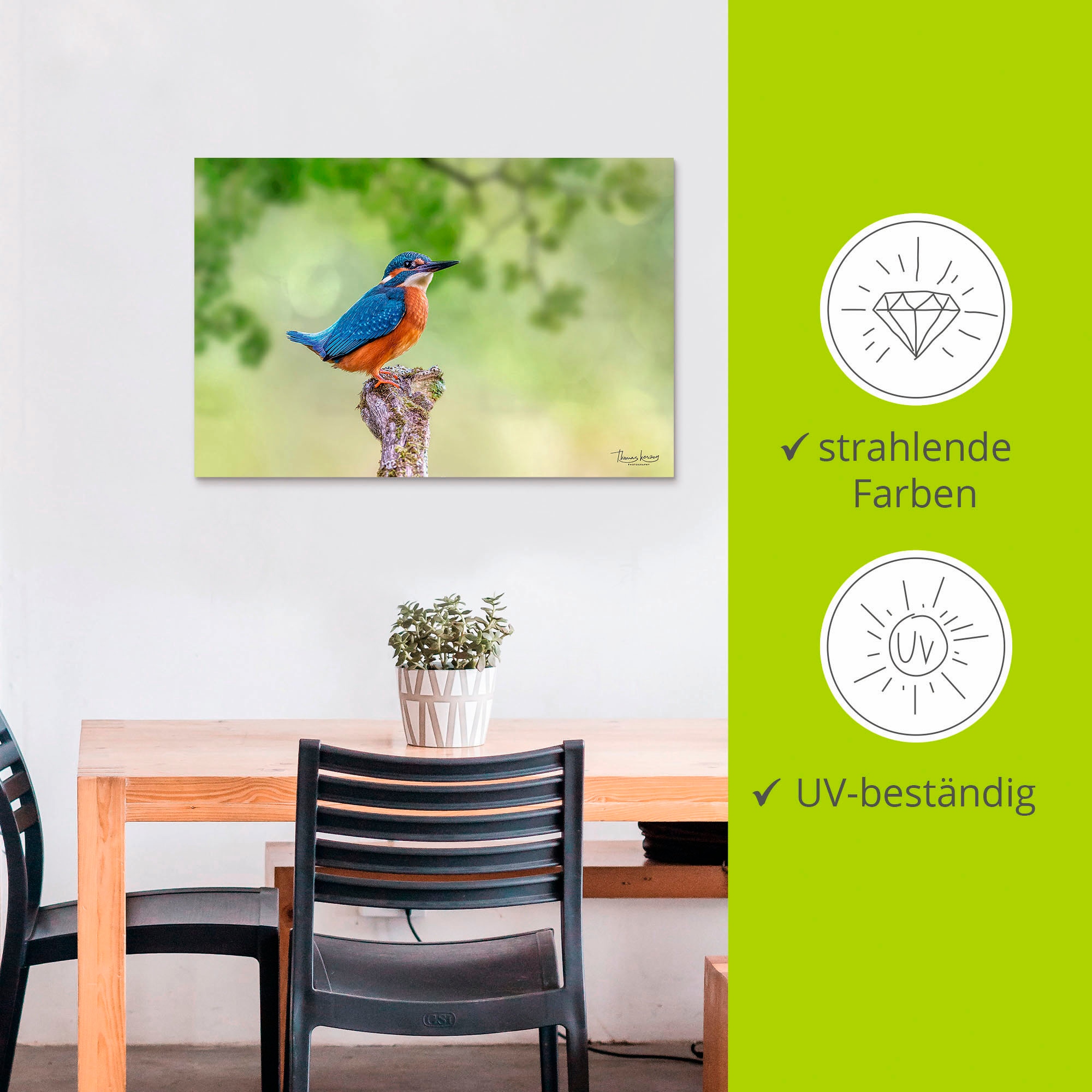 Artland Alu-Dibond-Druck »Eisvogel II« Vogelbilder 1 Stk. tlg. für Innen- und Aussenbereich geeignet, Outdoorbild