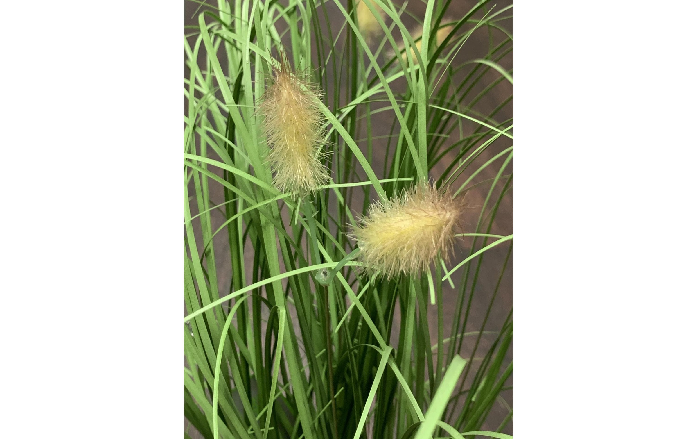 Botanic-Haus Kunstblume »Fuchsschwanzgras im Topf«