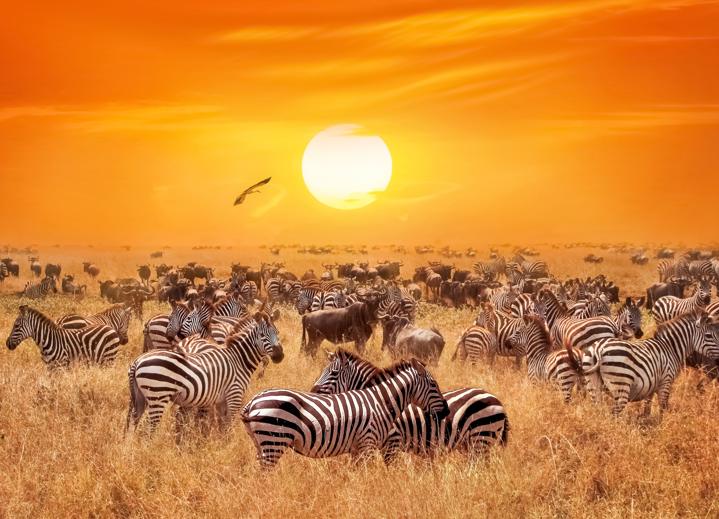 Papermoon Papier peint photo »African Antelopes and Zebras« lisse