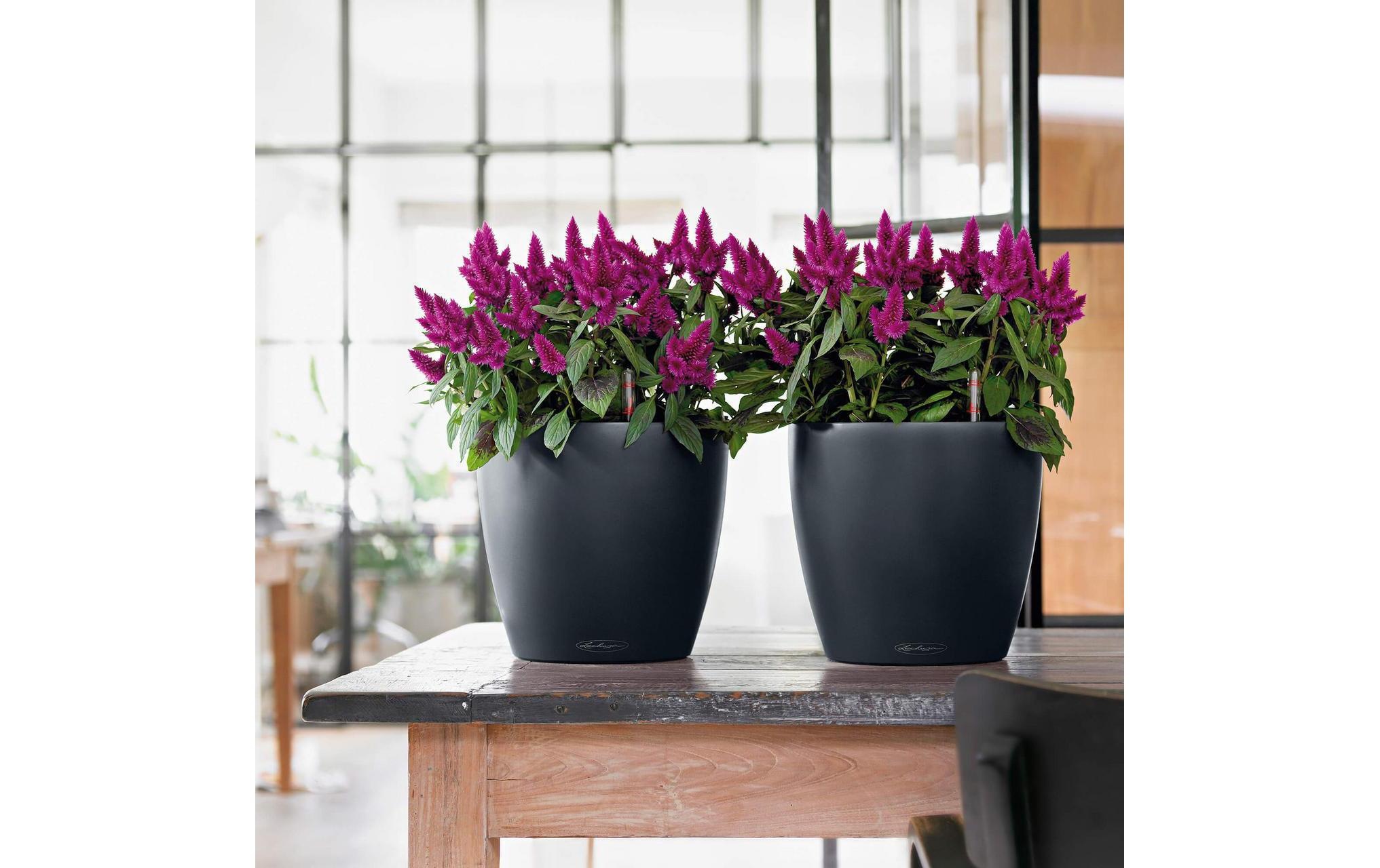   Blumentopf »Lechuza Pflanzentopf CLASSICO Color« Material: Polycarbonat, Polypropylen