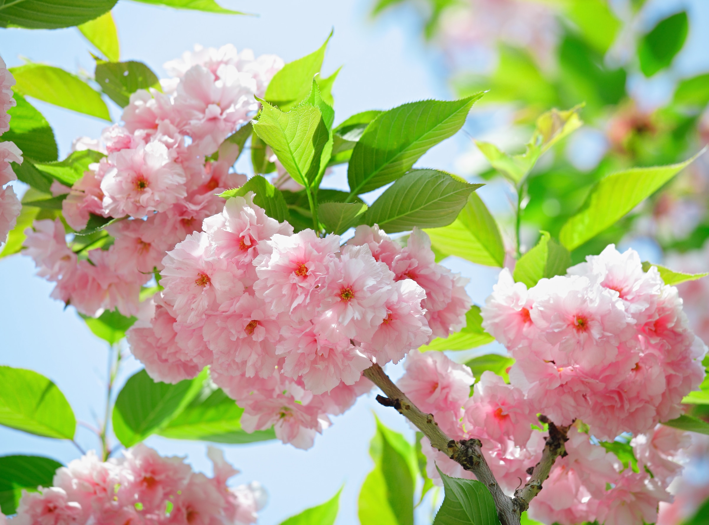 Papermoon Papier peint photo »Sakury Cherry Blossom« lisse