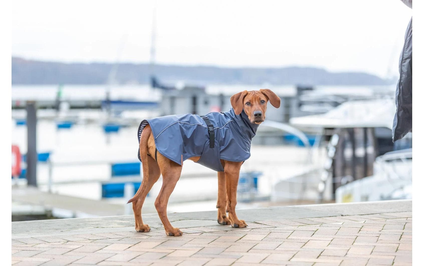 TRIXIE Imperméable pour chiens »Be Nordic Husum« polyester