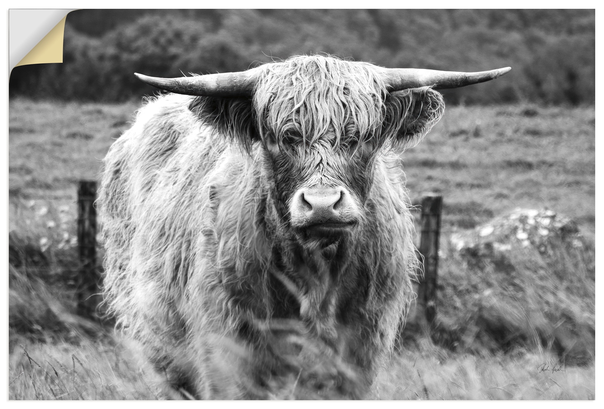 Artland Fresque murale »Happy Highland« Animaux sauvages 1 cuis tlg. als Alubild, Leinwandbild, Poster, Wandaufkleber in verschied. Grössen