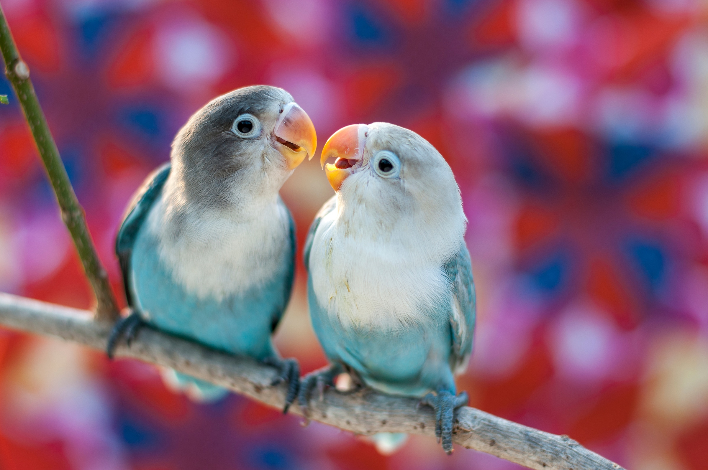 Papermoon Fototapete »Love Birds« glatt