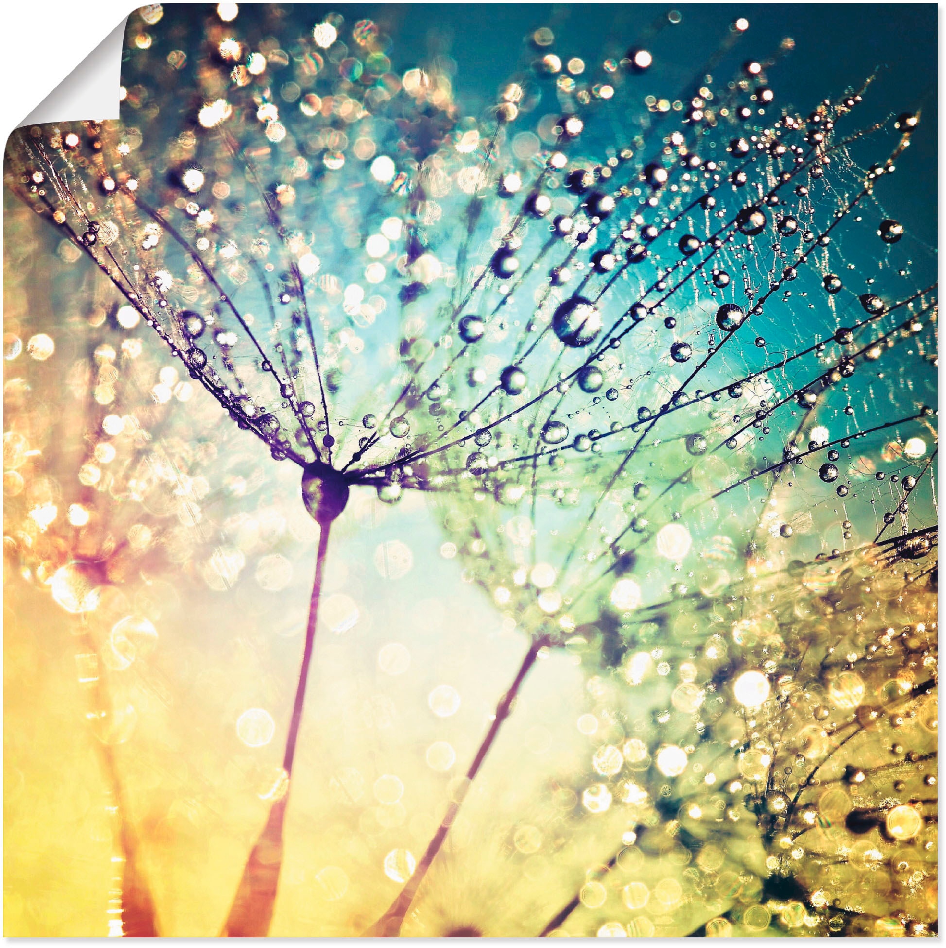 Artland Fresque murale »Pusteblume Zaubertropfen« 1 cuis tlg. als Alubild, Leinwandbild, Poster in verschied. Grössen