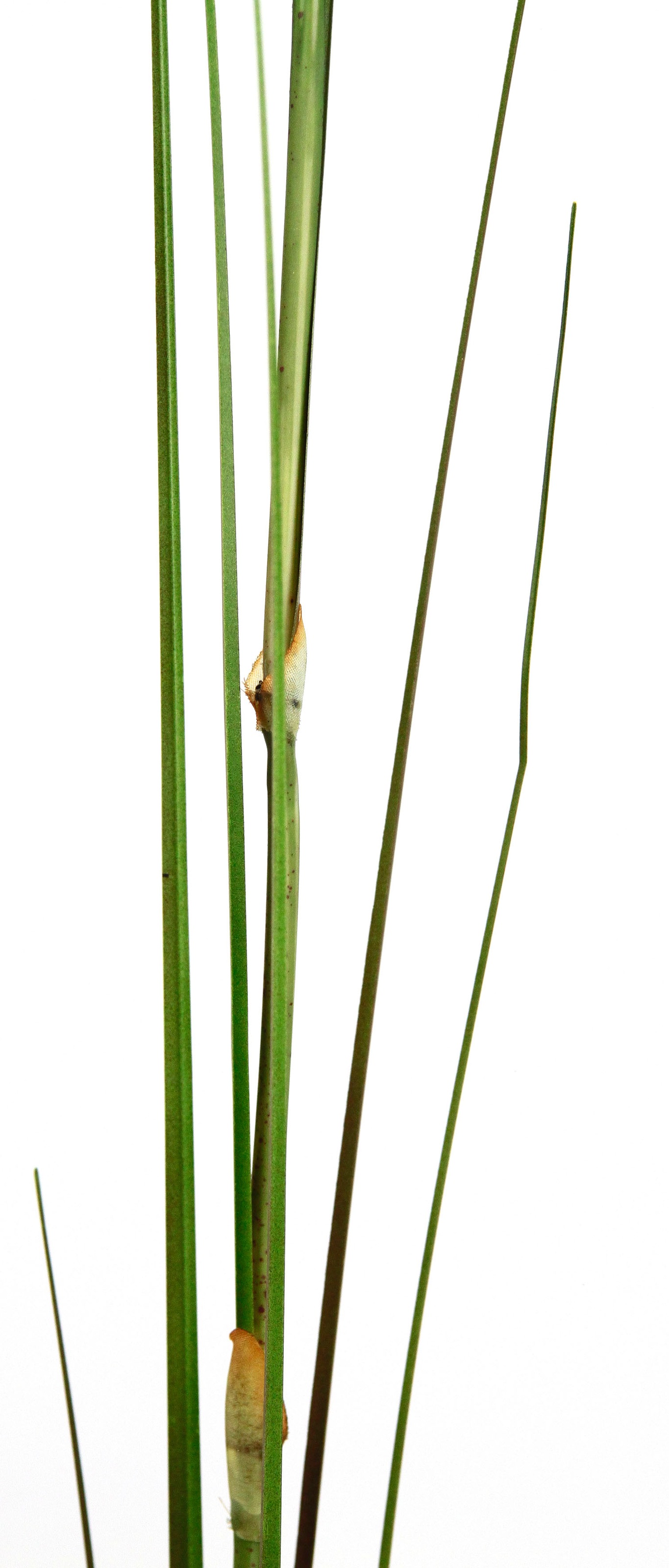 I.GE.A. Plante artificielle »Pampas« Pampasgras, Boho, 2er Set