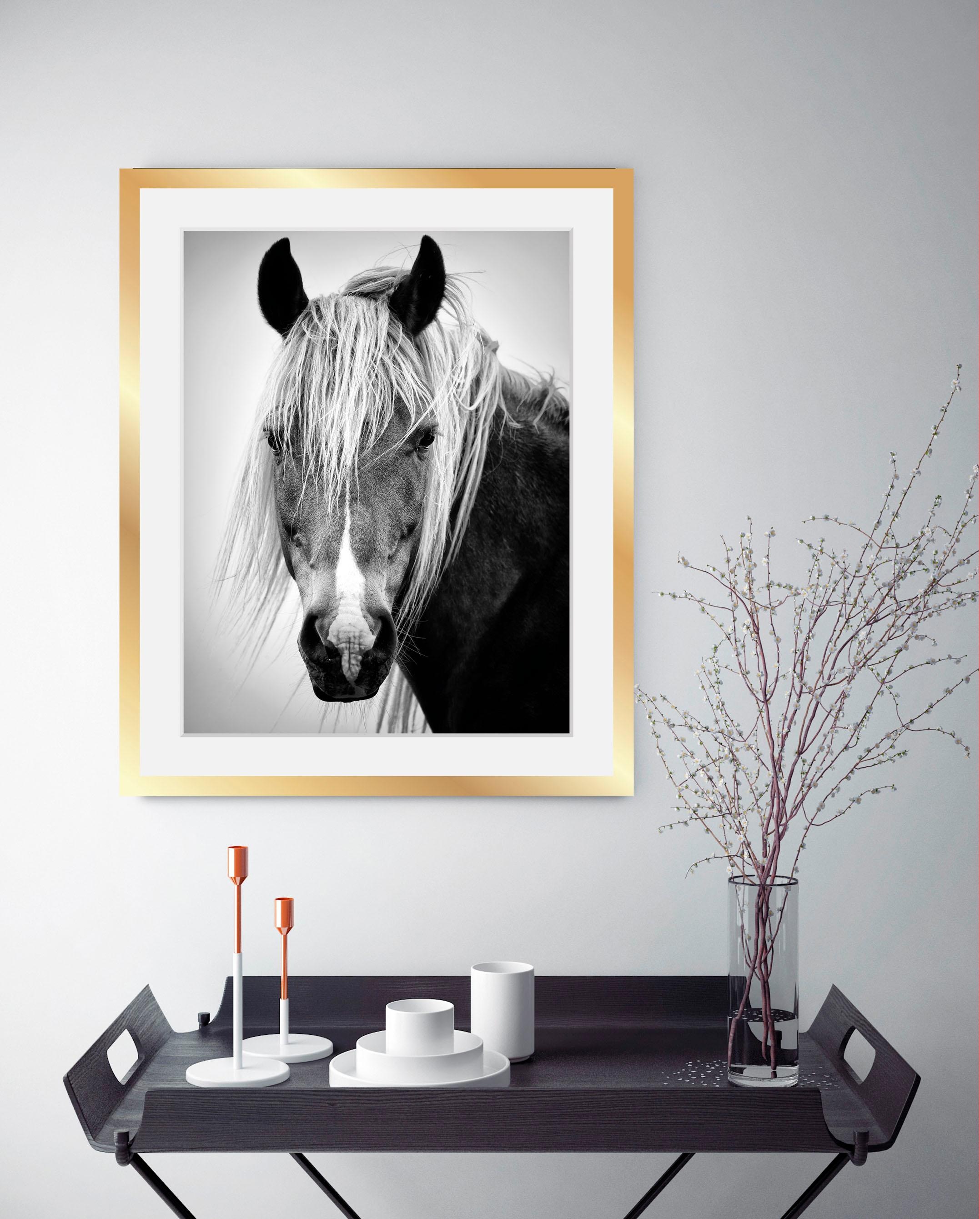 queence Image »Pferdekopf« Animaux | Chevaux | Images de chevaux | Noir et blanc | Visage impression poster HD Premium avec cadre en bois noir