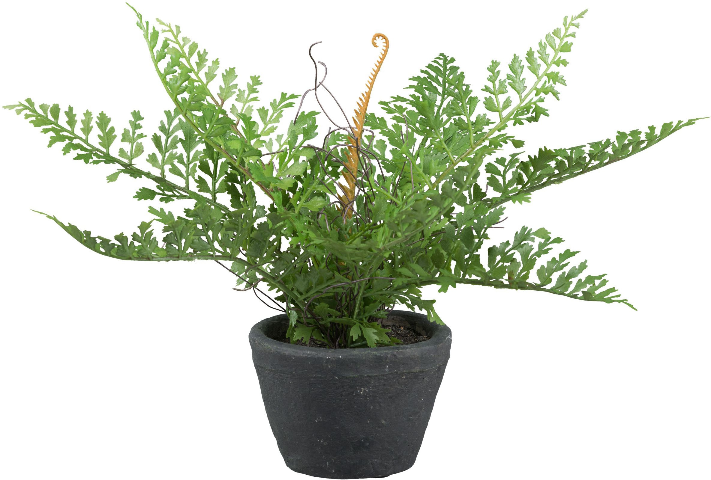 Creativ green Kunstpflanze »Farn« mit schönen Farnwedeln