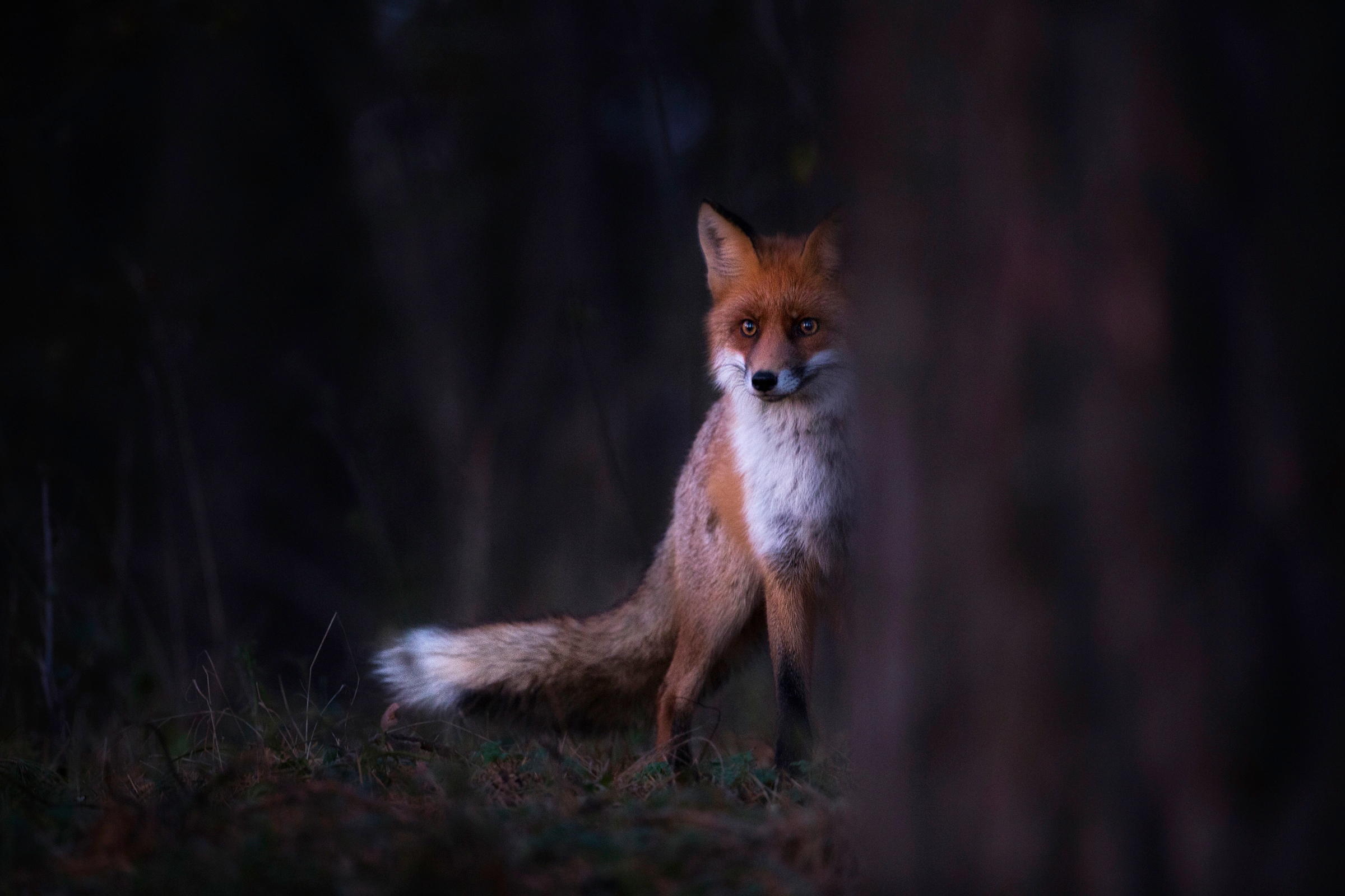 Papermoon Papier peint photo »Photo-Art  SEBASTIAN MASTAHAC, GLANZEN«