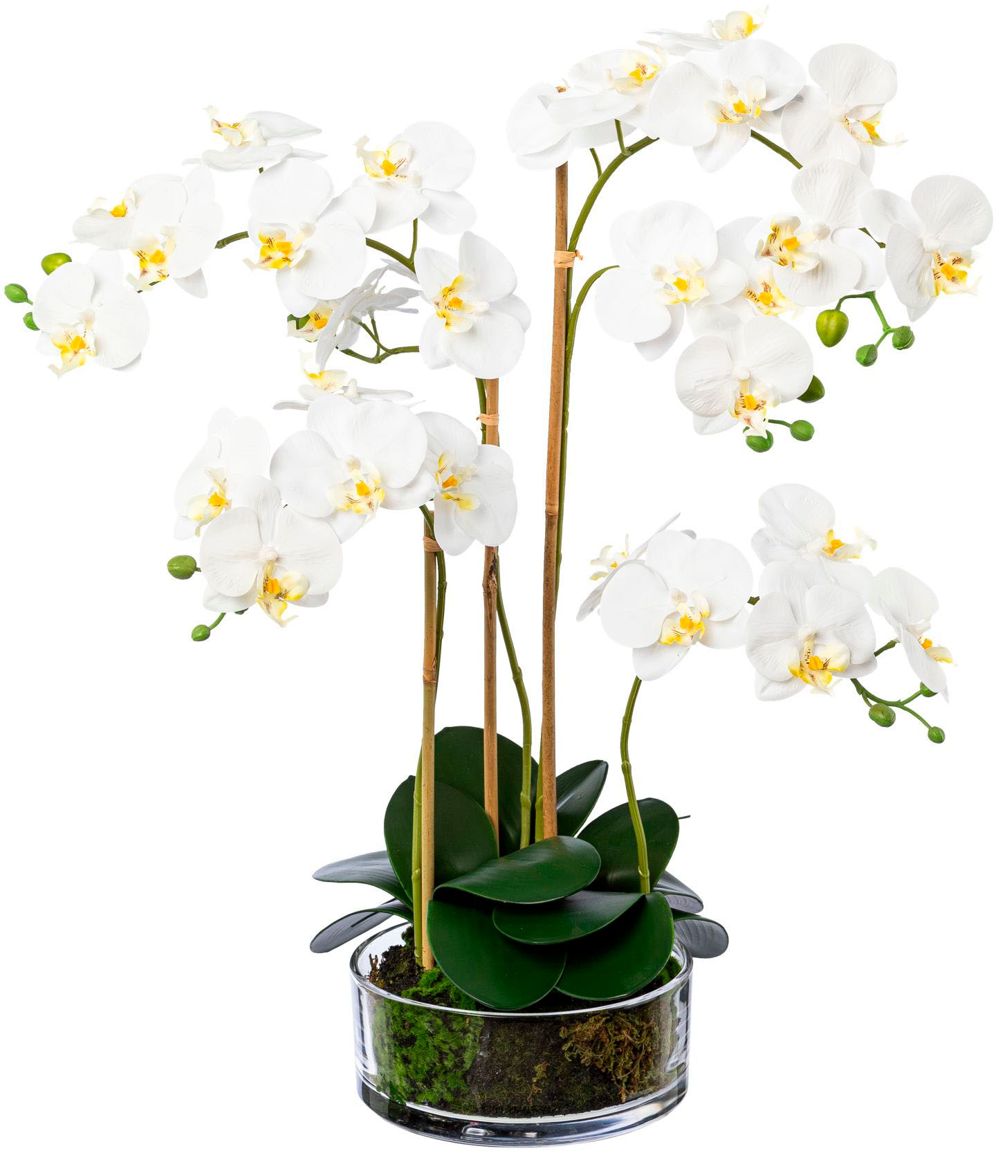 Creativ green Kunstorchidee »Phalaenopsis im Glas«