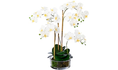 Creativ green Kunstorchidee »Deko-Orchidee Phalaenopsis XL im Keramiktopf«  online shoppen | Jelmoli-Versand