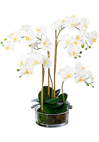 Kunstorchidee »Phalaenopsis im Glas«