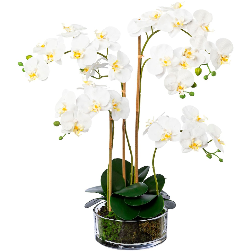 Creativ green Kunstorchidee »Phalaenopsis im Glas«