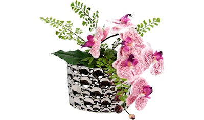 Creativ green Kunstorchidee »Phalaenopsis«, im Zementtopf online kaufen |  Jelmoli-Versand