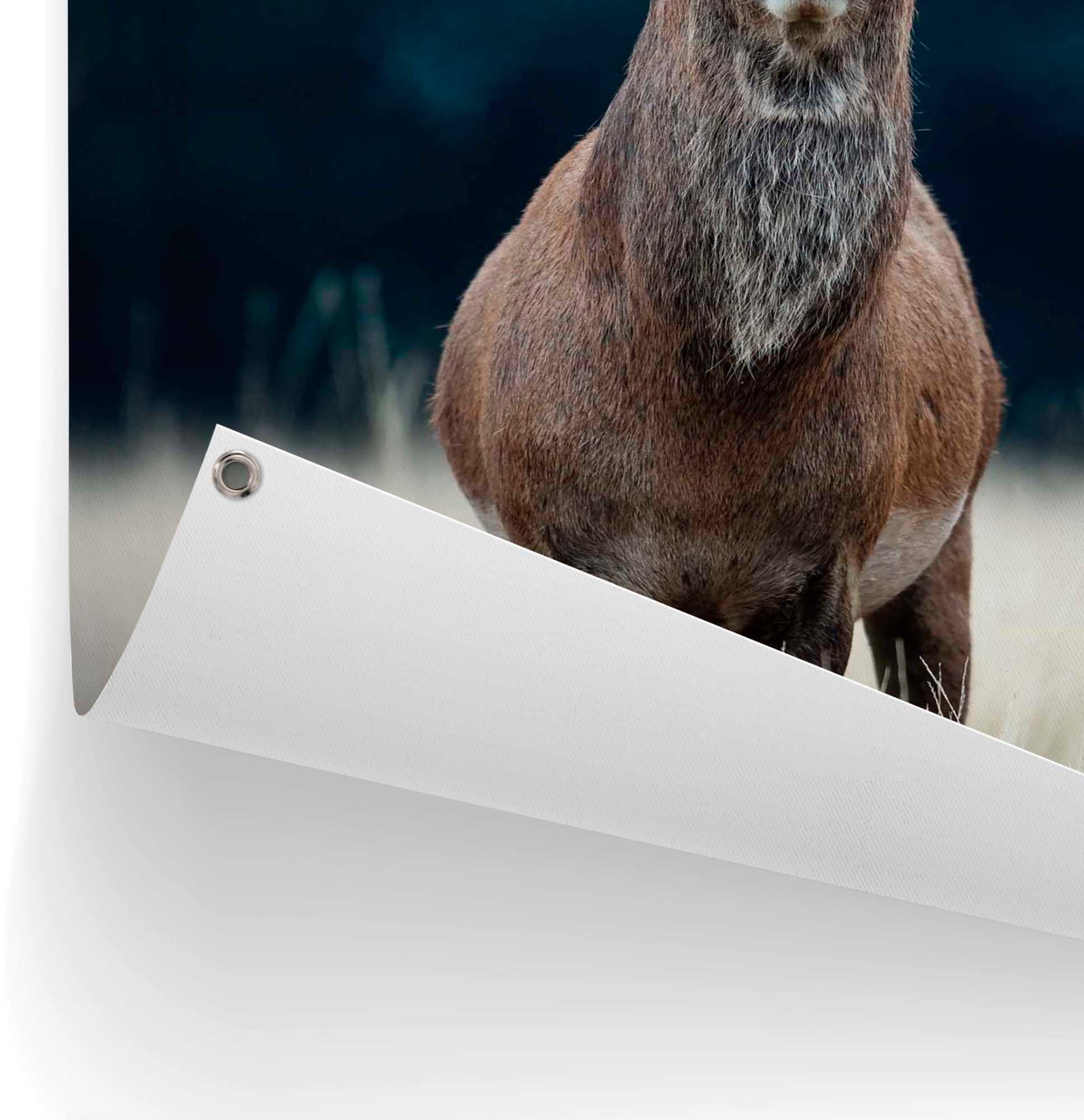 Reinders! Poster »Hirsch«