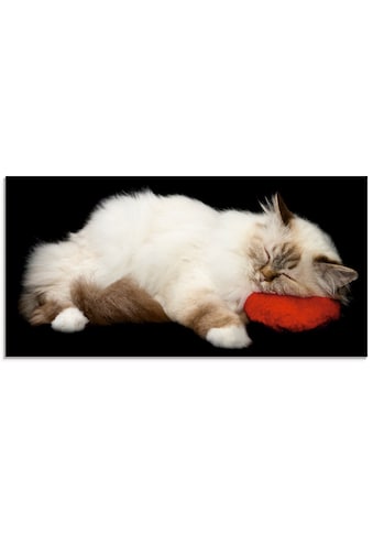 Artland Glasbild »Müde Katze«, Haustiere, (1 St.) kaufen