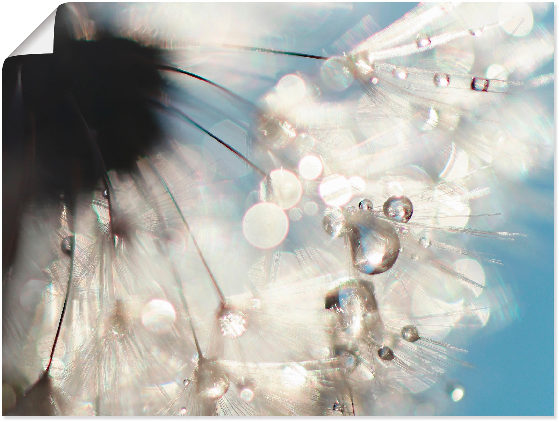 Artland Wandbild »Pusteblume Engelflügel«, Blumen, (1 St.), als Alubild,  Leinwandbild, Wandaufkleber oder Poster in versch. Grössen online shoppen |  Jelmoli-Versand
