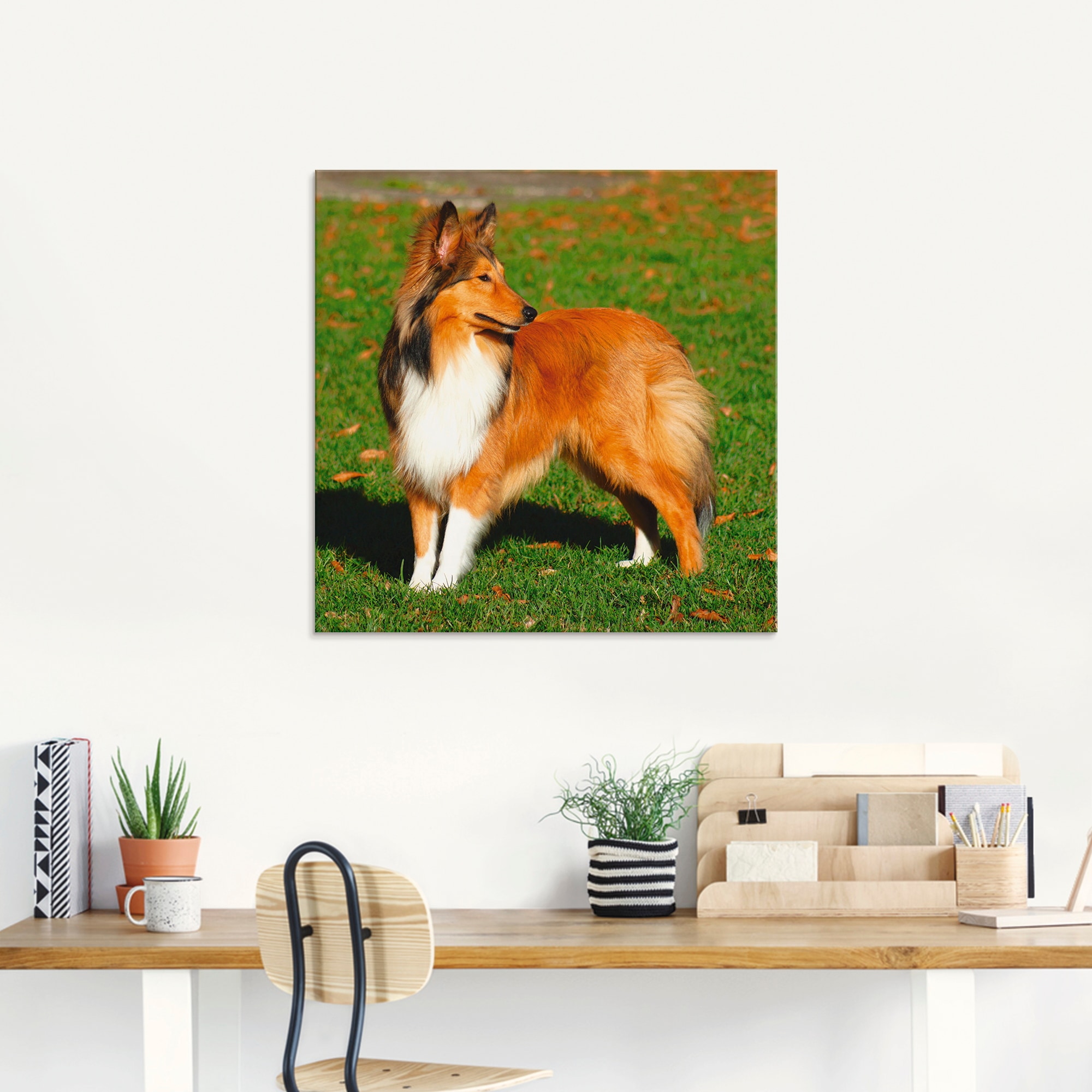 Artland Glasbild »Amerikanischer Collie«, Haustiere, (1 St.), in verschiedenen Grössen