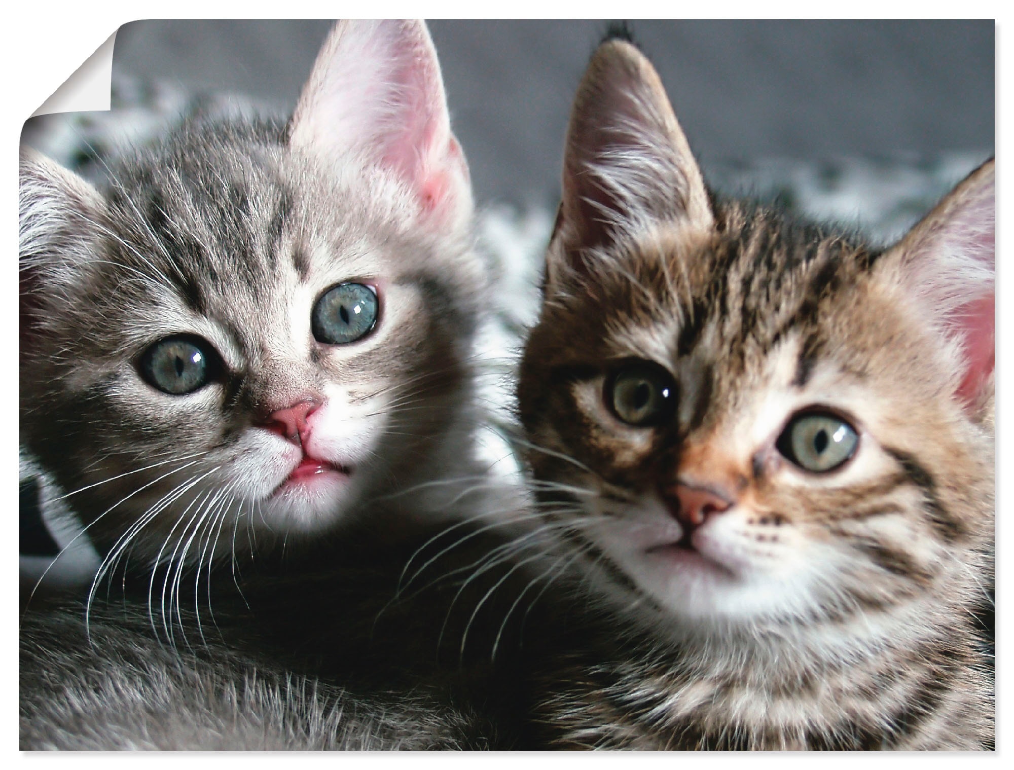 Artland Wandbild »Katze«, Haustiere, (1 St.), als Alubild, Leinwandbild,  Wandaufkleber oder Poster in versch. Grössen online bestellen |  Jelmoli-Versand