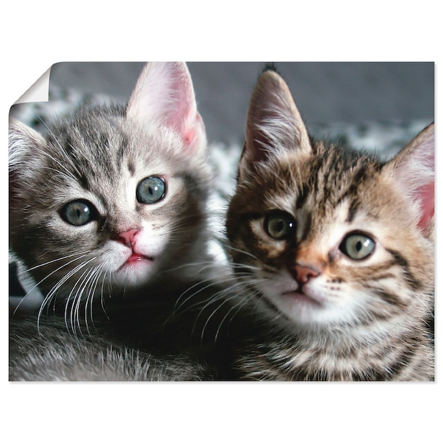Artland Wandbild »Katze«, Haustiere, (1 St.), als Alubild, Leinwandbild,  Wandaufkleber oder Poster in versch. Grössen online bestellen |  Jelmoli-Versand
