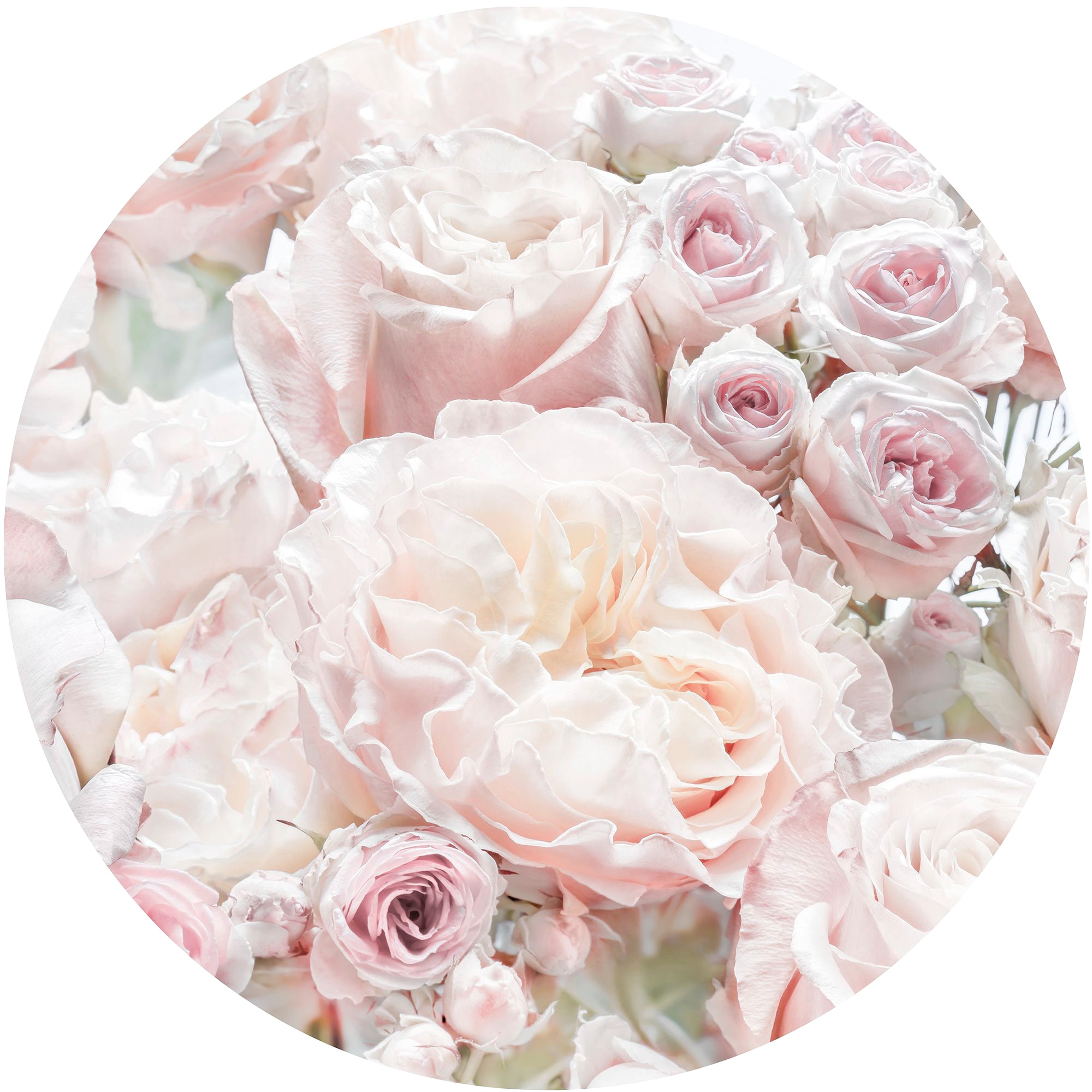 ✵ Komar Fototapete »Pink and 125x125 x Jelmoli-Versand und (Breite Roses«, ordern günstig Höhe), cm | Cream rund Comic-botanisch, selbstklebend