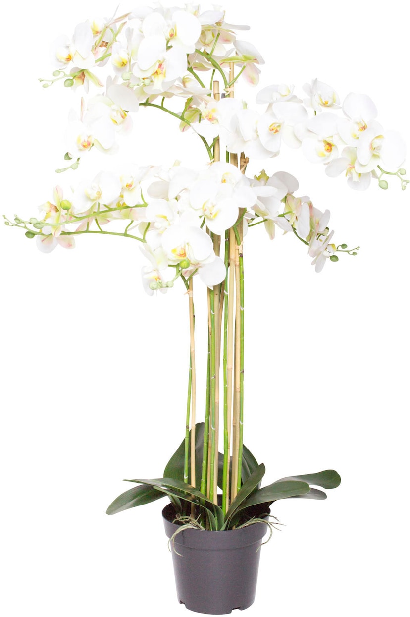 Botanic-Haus Kunstorchidee »Orchidee Bora« online shoppen | Jelmoli-Versand