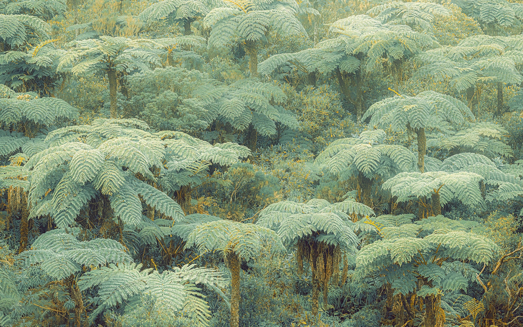Komar Fototapete »Digitaldruck Vlies - Jungle Lands - Grösse 400 x 250 cm«, bedruckt, Wohnzimmer, Schlafzimmer