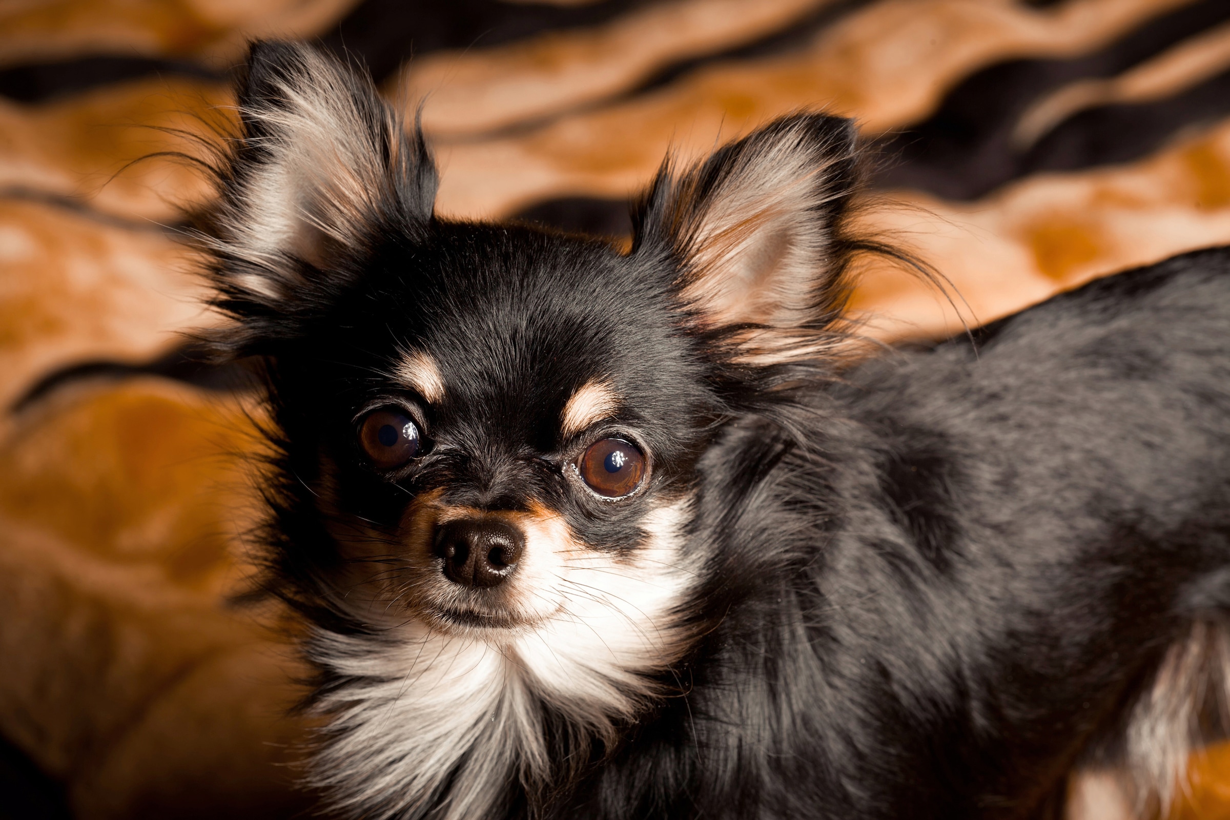 Papermoon Fototapete »CHIHUAHUA-HUND TIER LANGHAAR MEXICO NATUR WELPE« kaufen