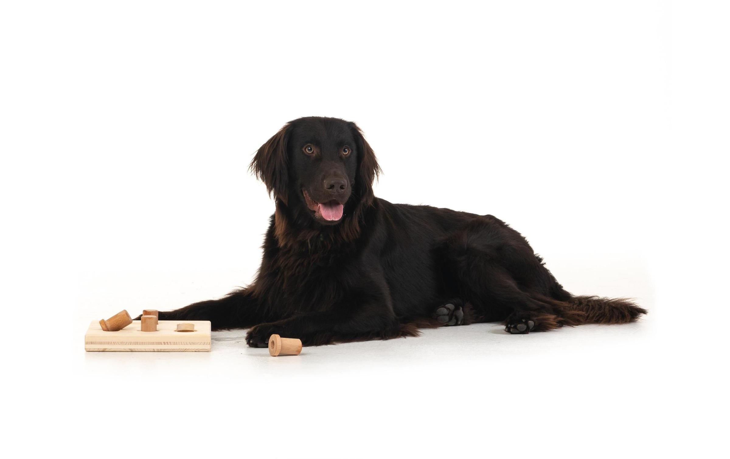 Tier-Intelligenzspielzeug »Hundespiele.ch«, Holz, Holzart: Buche, FichteHerkunftsland: Deutschland, Schweiz, Südeuropa