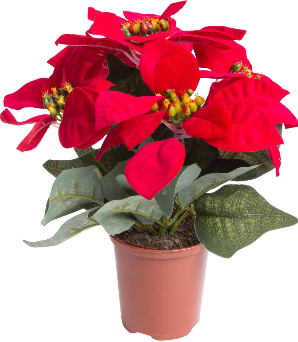 Botanic-Haus Kunststofftopf« »Weihnachtsstern Kunstblume in bestellen online braunem