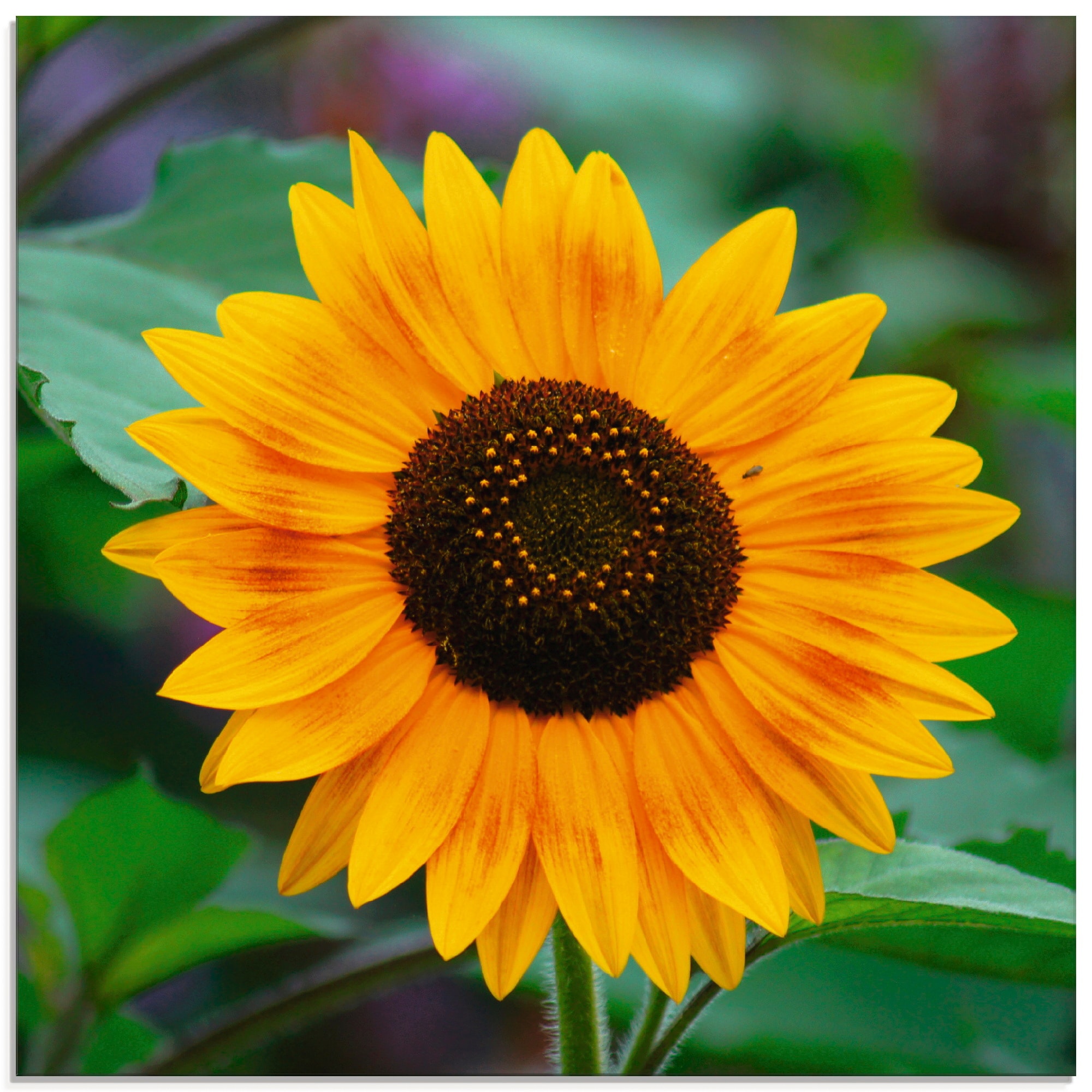 Glasbild »Sonnenblume«, Blumen, (1 St.), in verschiedenen Grössen