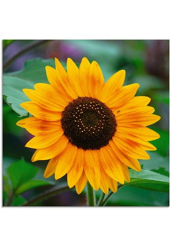 Artland Glasbild »Sonnenblume«, Blumen, (1 St.) kaufen