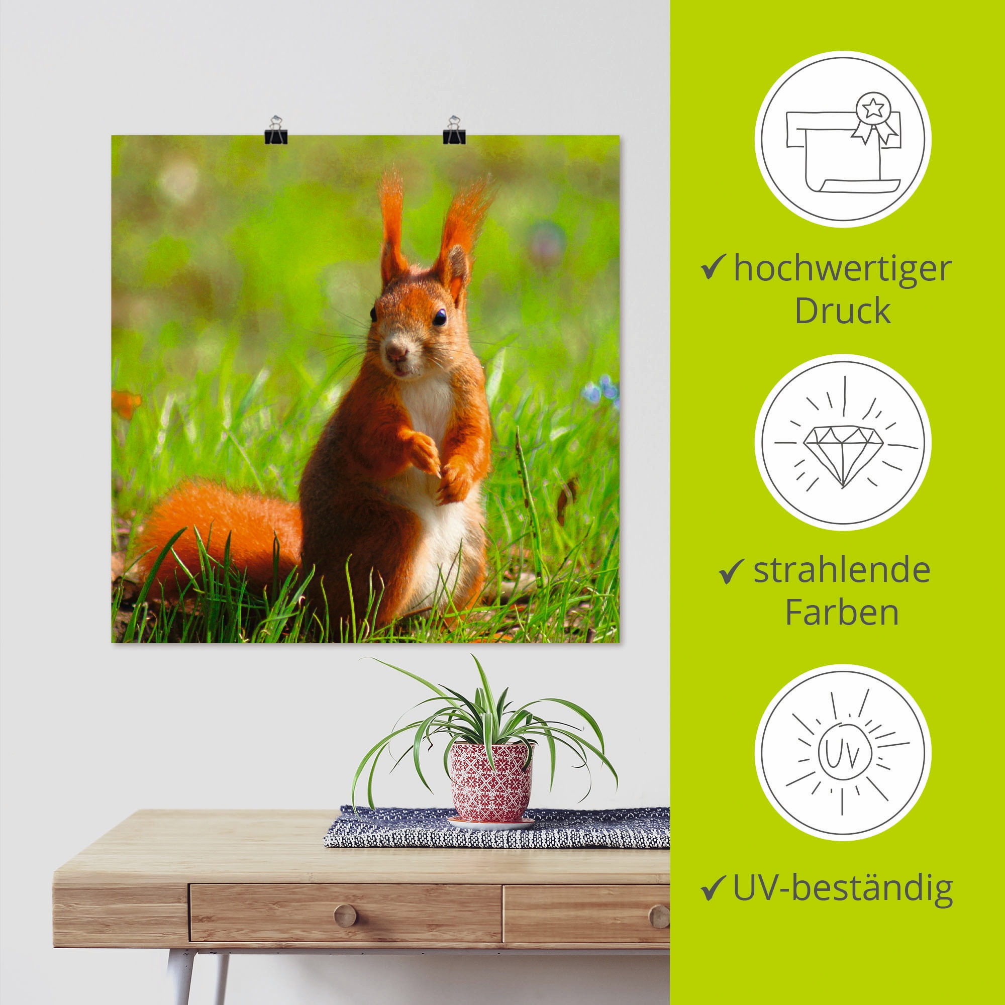 Artland Poster »Eichhörnchen Kontakt«, Wildtiere, (1 St.), als Leinwandbild, Wandaufkleber oder Poster in versch. Grössen