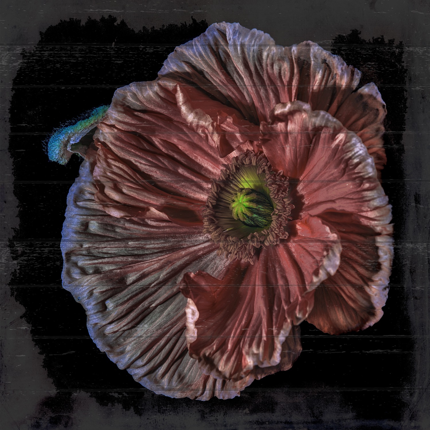 ❤ queence Holzbild »Annie«, Blumen, (1 St.), 50x50 cm bestellen im  Jelmoli-Online Shop