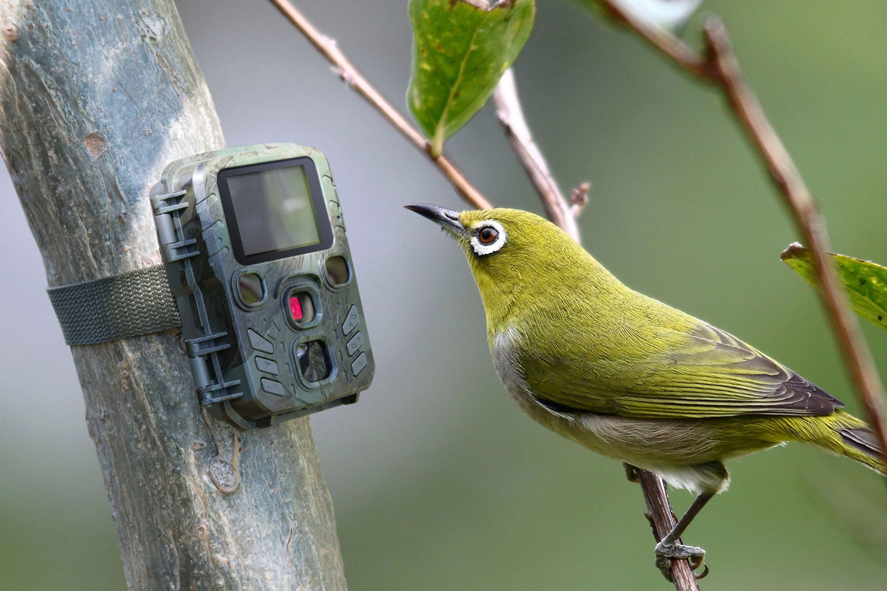 Technaxx Überwachungskamera »Mini Nature Wild Cam TX-117«, Innenbereich-Aussenbereich, (1 tlg.)