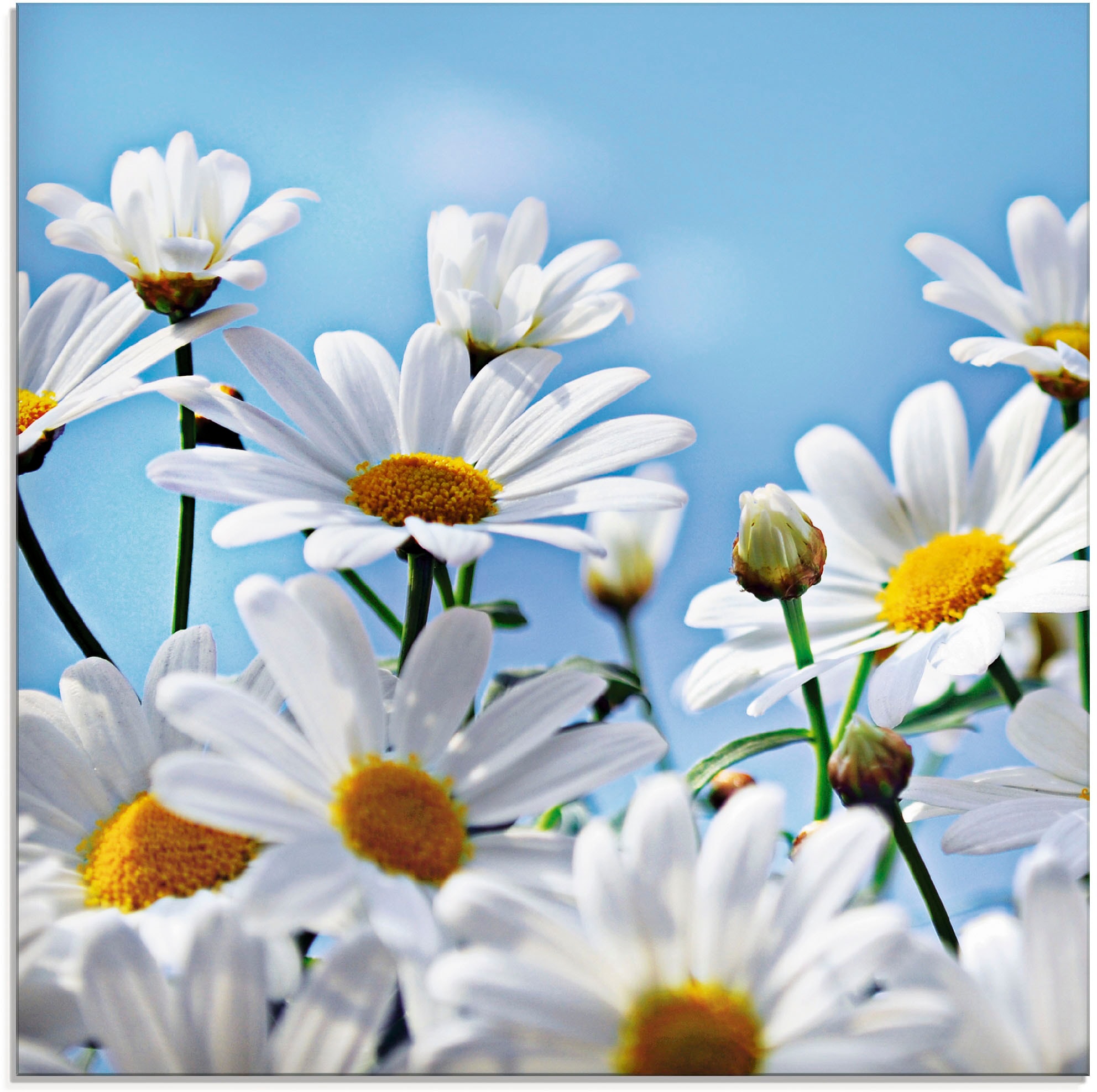 Blumen, verschiedenen online Glasbild | »Blumen Jelmoli-Versand in (1 Grössen St.), Margeriten«, kaufen - Artland