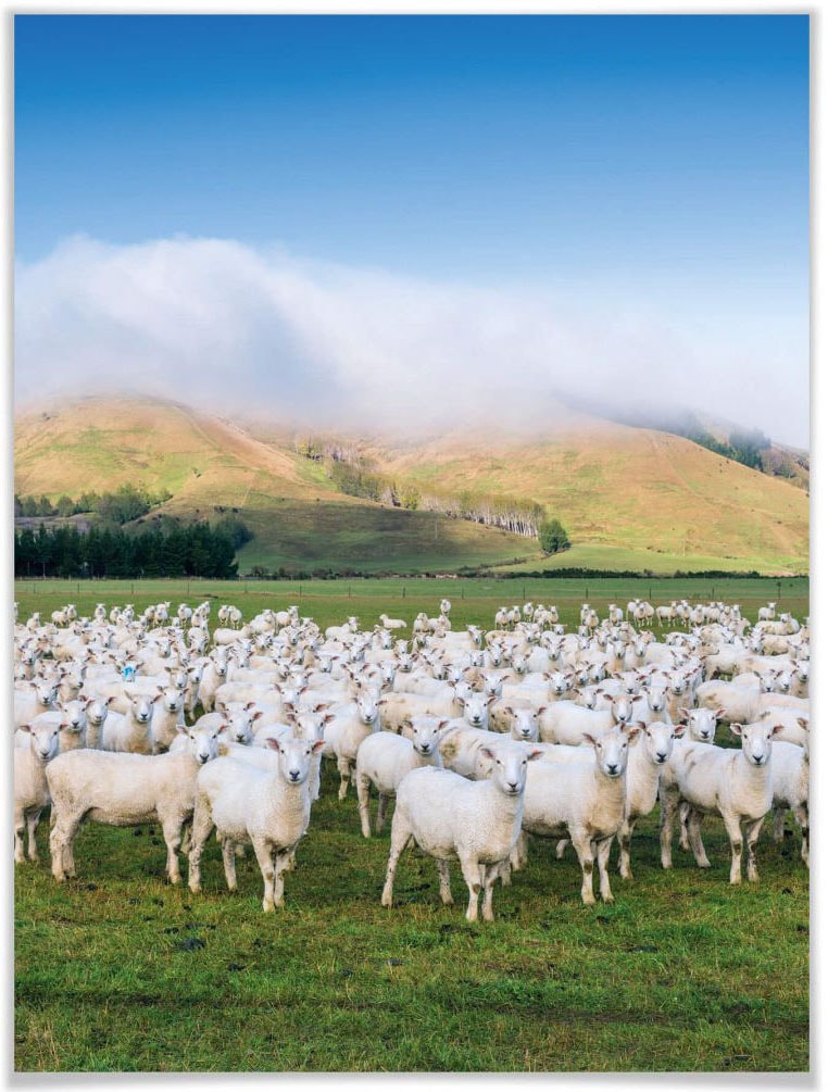 Wall-Art Poster »Schafherde Neuseeland«, Tiere, (1 St.), Poster, Wandbild,  Bild, Wandposter online kaufen | Jelmoli-Versand