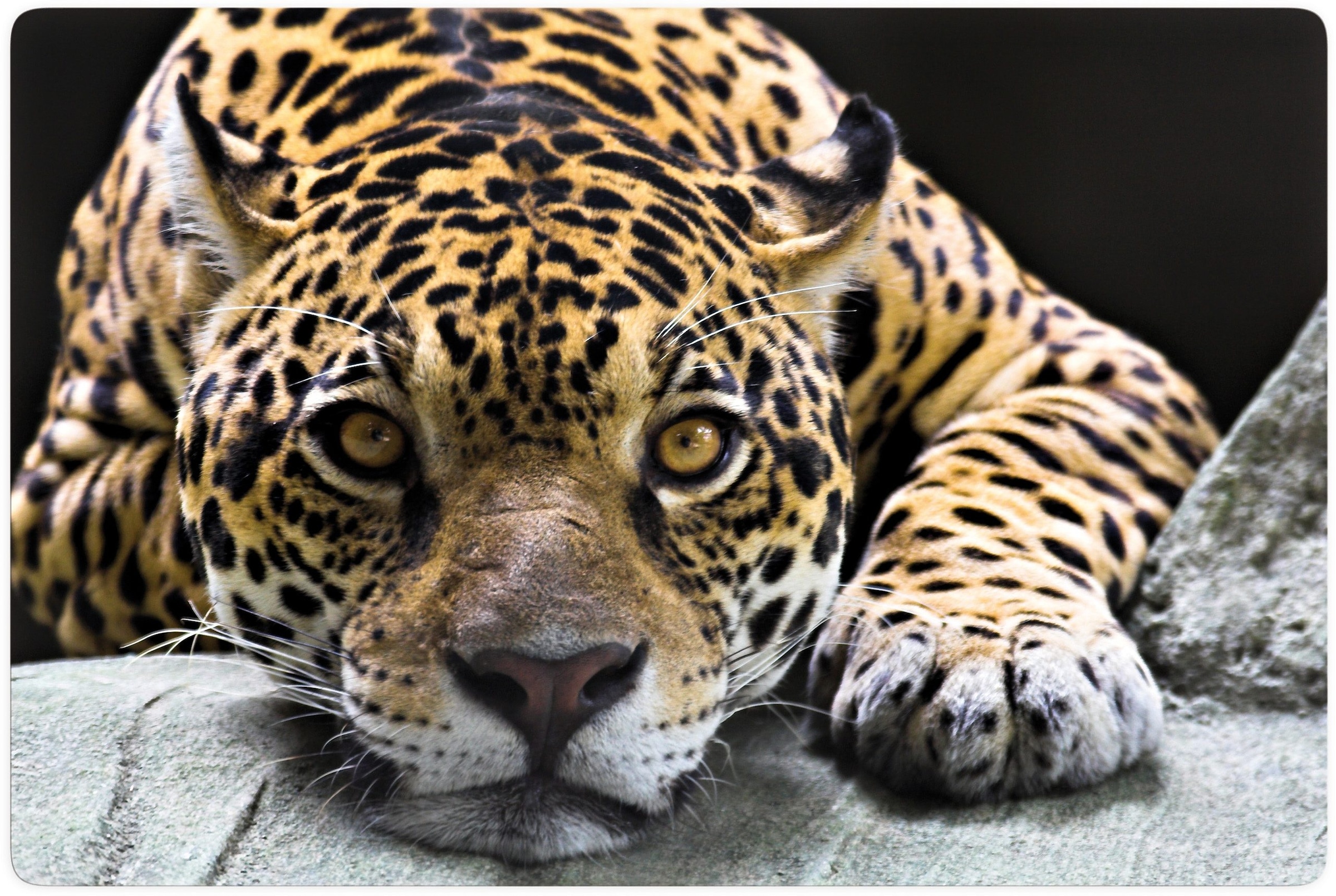 Wall-Art Glasbild »Jaguar«, 100/70 cm online shoppen | Jelmoli-Versand