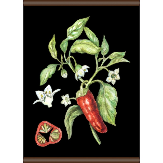 ❤ queence Leinwandbild »Chili«, 50x70 cm kaufen im Jelmoli-Online Shop