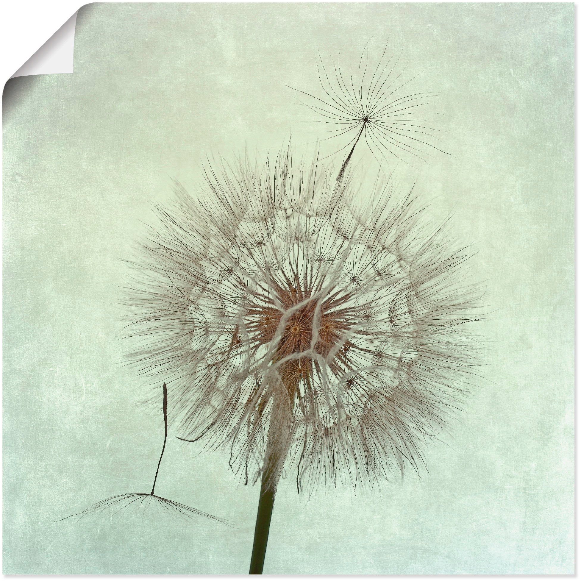 Wandaufkleber Grössen Poster (1 Jelmoli-Versand Blumen, Artland | als oder versch. »Pusteblume kaufen online St.), in II«, Wandbild Leinwandbild,